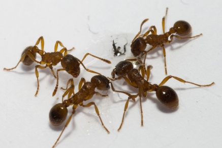 Уничтожение муравьев в Дрезне 