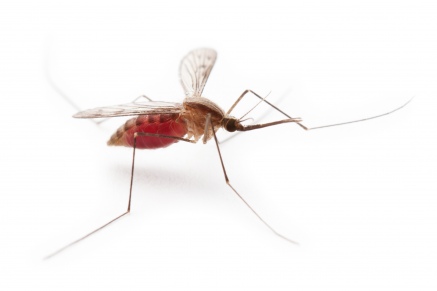 Уничтожение комаров в Дрезне 