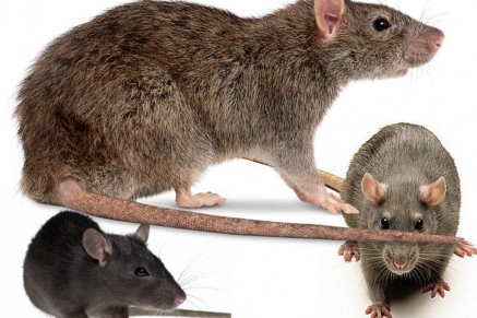 Уничтожение крыс в Дрезне 