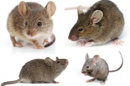 Уничтожение (дератизация) мышей в Дрезне 